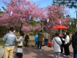 しらこ温泉桜祭り 開催のお知らせ