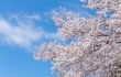 桜まつり開催のお知らせ(周辺地域)