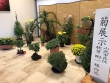 菊の展示 開催のお知らせ