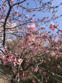 白子町河津桜開花につきまして