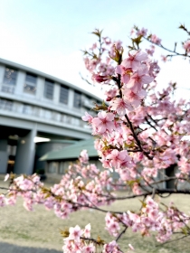 サンライズ九十九里でも河津桜が満開になりました♪