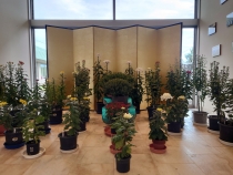 菊花展開催のご案内